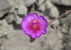 Cistanthe cachinalensis