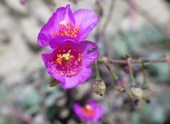 Cistanthe cachinalensis
