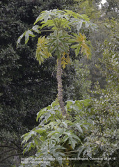 Vasconcellea pubescens