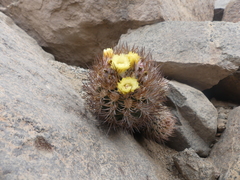 Eriosyce iquiquensis