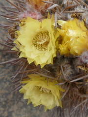 Eriosyce iquiquensis