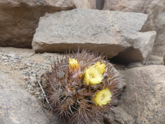 Eriosyce iquiquensis