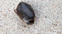 Thermonectus nigrofasciatus