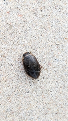 Thermonectus nigrofasciatus