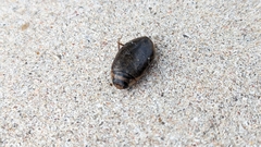 Thermonectus nigrofasciatus