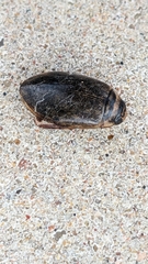 Thermonectus nigrofasciatus
