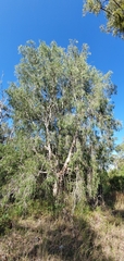 Melaleuca fluviatilis