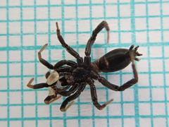 Drassyllus