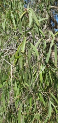 Melaleuca fluviatilis