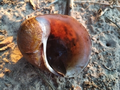 Pomacea megastoma