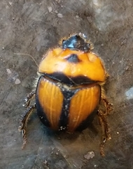 Bolbocerosoma tumefactum