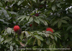 Calliandra trinervia