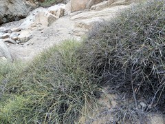 Ephedra breana