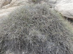 Ephedra breana