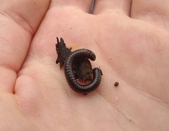 Spirobolellus antipodarus