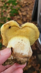 Suillus pseudobrevipes