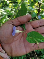 Ipomoea aristolochiifolia