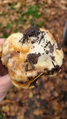 Suillus pseudobrevipes