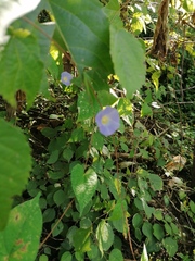 Ipomoea aristolochiifolia