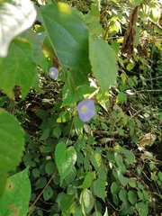 Ipomoea aristolochiifolia