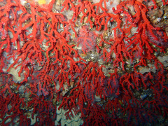 Corallium rubrum