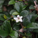 Carmona microphylla - Photo (c) Sunnetchan, alguns direitos reservados (CC BY-NC-ND), uploaded by Sunnetchan