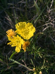 Oenothera berlandieri