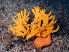 Endectyon delaubenfelsi