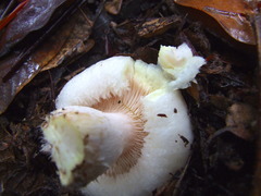 Lactarius resimus