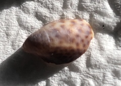 Crepidula maculosa
