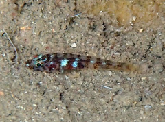 Gammogobius steinitzi