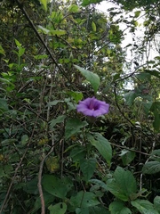 Ipomoea lindenii