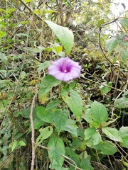 Ipomoea lindenii