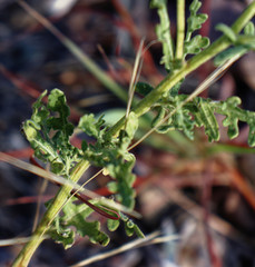 Parthenium confertum