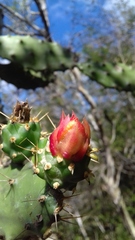 Opuntia inaperta