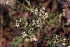 Parthenium confertum
