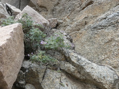 Solanum brachyantherum