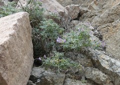 Solanum brachyantherum