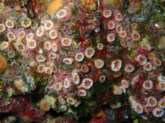 Polycyathus muellerae