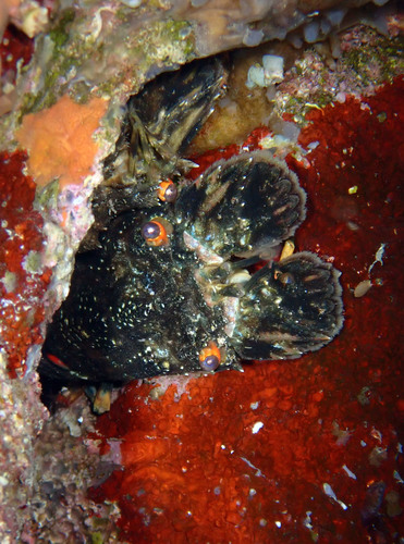 Photo of Lesser slipper lobster (Scyllarus arctus)