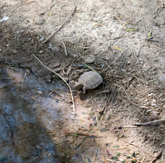 Gopherus flavomarginatus