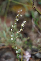 Polygonum equisetiforme
