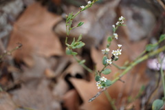 Polygonum equisetiforme