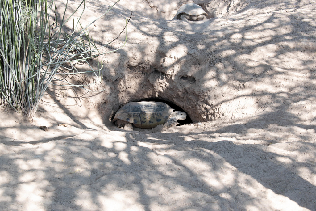 Bolson Tortoise in November 2021 by Heriberto Ávila-González · iNaturalist