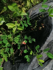 Macroptilium gibbosifolium