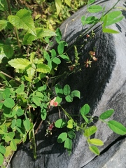 Macroptilium gibbosifolium