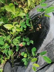 Macroptilium gibbosifolium