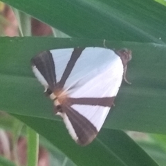 Eulepidotis rectimargo