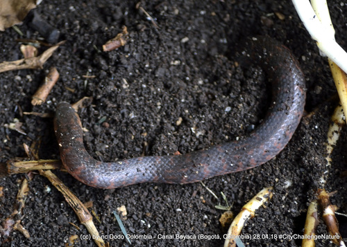 Photo of a Thickhead Ground Snake (Atractus crassicaudatus)