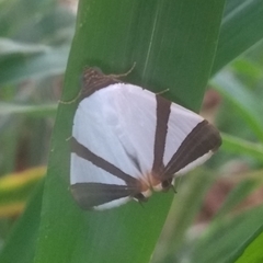 Eulepidotis rectimargo